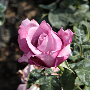 Pоза Шарл де Гол - лилав - Чайно хибридни рози 